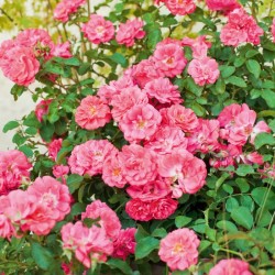 ROSIER ARBUSTIF CORAL...