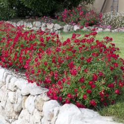 ROSIER COUVRE SOL RED DRIFT...