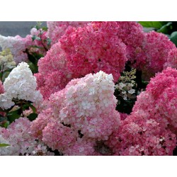 HYDRANGEA PANICULATA SUNDAE...