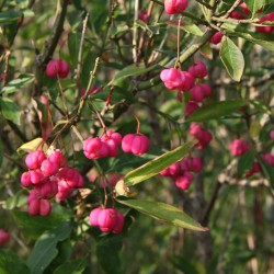 EUONYMUS EUROPEUS