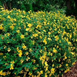 HYPERICUM HIDCOTE...
