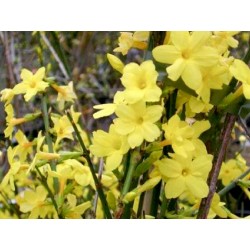 JASMINUM NUDIFLORUM (jasmin...