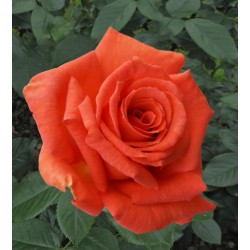 ROSIER GRANDE FLEURS JORO