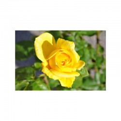 ROSIER GRANDES FLEURS LORA
