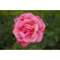 ROSIER GRANDES FLEURS...
