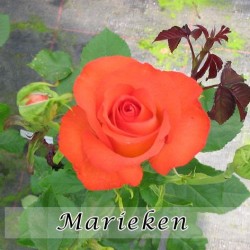 ROSIER GRANDES FLEURS MARIEKEN