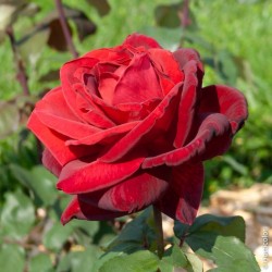 ROSIER GRANDES FLEURS Mr...