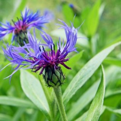 CENTAUREA MONTANA ( bleuet)