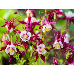 ANCOLIE CRIMSON STAR