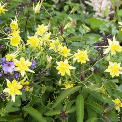 ANCOLIE CHRYSANTHA