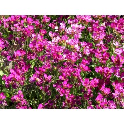 ARABIS CAUCA. AUBRIS DEEP ROSE