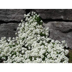ARABIS CAUCASICA AUBRIS WHITE