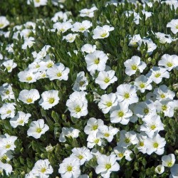 ARENARIA MONTANA BLIZZARD...
