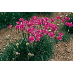 ARMERIA MARITIMA