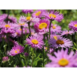 ASTER ALPINUS HAPPY END