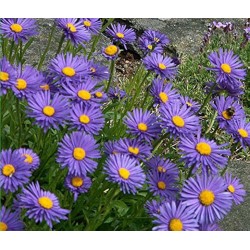 ASTER ALPINUS BLEU