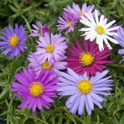 ASTER NOVI-BELGII MELANGE