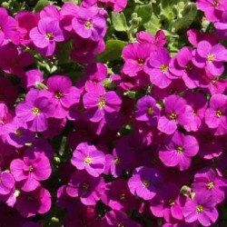 AUBRIETE CASCADE RED