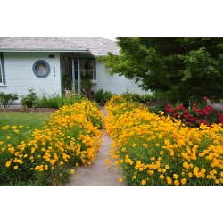 COREOPSIS GRANDIFLORA...