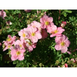 POTENTILLE LOVELY PINK