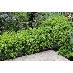 ILEX CRENATA DARK GREEN