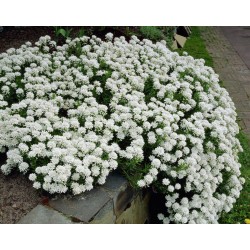 IBERIS SEMPERVIRENS SNOW...