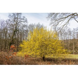 CORNUS MAS