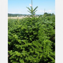 SAPIN NORDMANN 150/175...