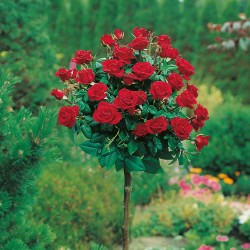 ROSIER TIGE