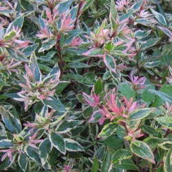 ABELIA CONFETII