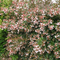 ABELIA GRANDIFLORA