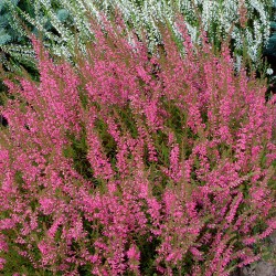 CALLUNA ROUGE