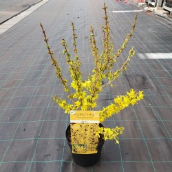 FORSYTHIA  LYNWOOD