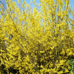 FORSYTHIA SPECTABLILIS