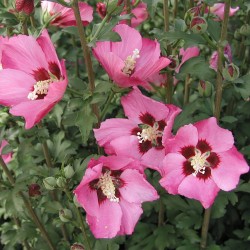 HIBISCUS SYRIACUS PINK GIANT