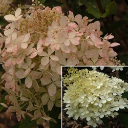 HYDRANGEA PANICULATA PHANTOM