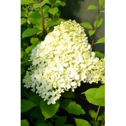 HYDRANGEA PANICULATA LIMELIGHT