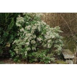 PIERIS JAPONICA VARIEGATA