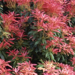 PIERIS FOREST FLAME