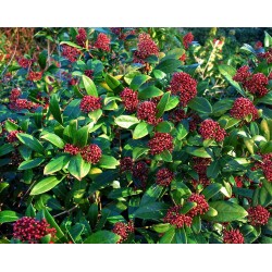 SKIMMIA JAPONICA RUBELLA