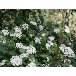 VIBURNUM TINUS