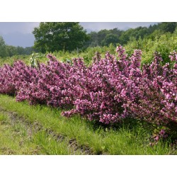 WEIGELIA FLORIDA PURPUREA...