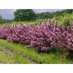 WEIGELIA FLORIDA PURPUREA