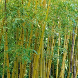 PHYLLOSTACHYS AUREA BAMBOU