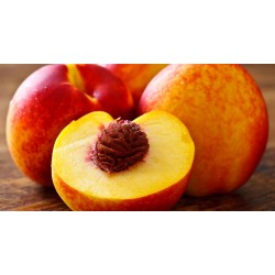 NECTARINE GALOPIN