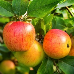 POMMIER REINE DES REINETTES