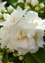 ARBUSTES A FLEURS
